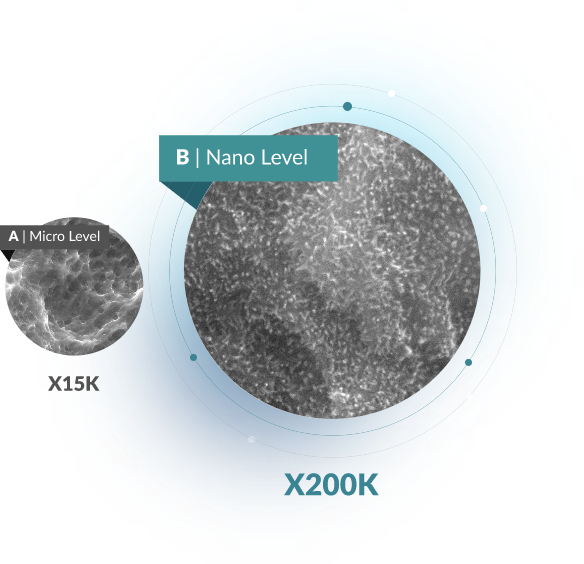 MultiNeO powered by Nina